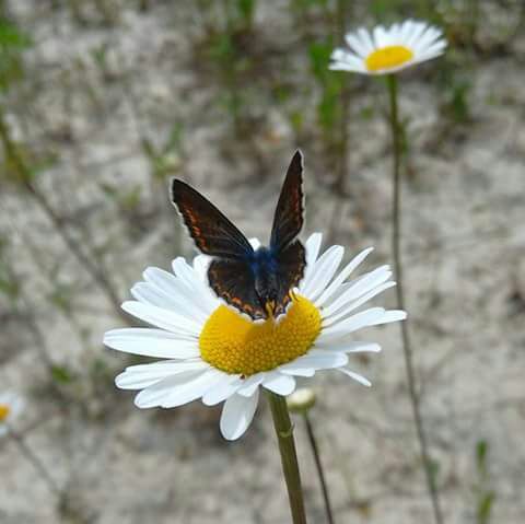 P. icarus o P. bellargus?  Polyommatus  icarus !